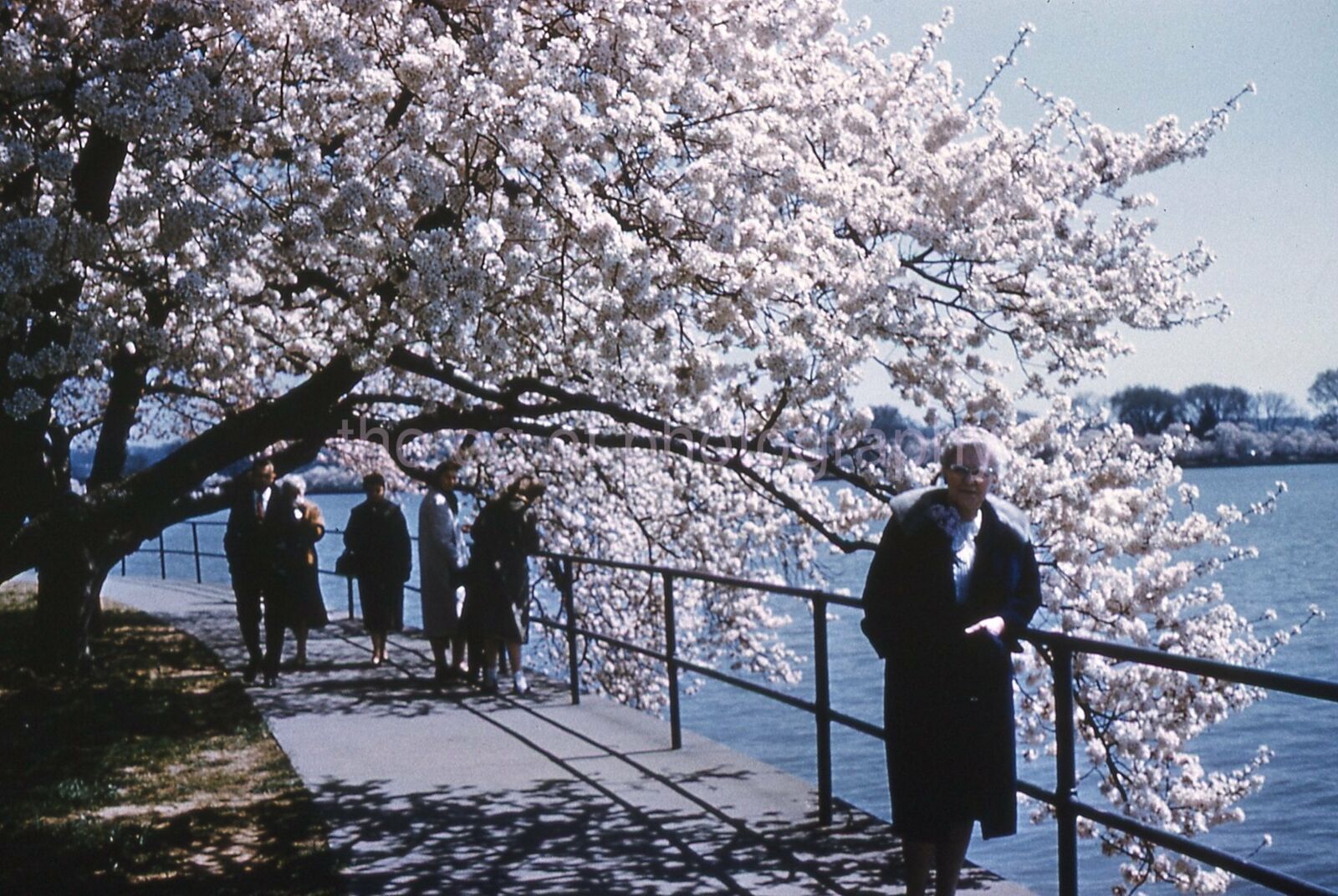 WASHINGTON D.C. Cherry Blossoms TOURISTS 35mm FOUND COLOR SLIDE Photo Poster painting 15 T 15 H