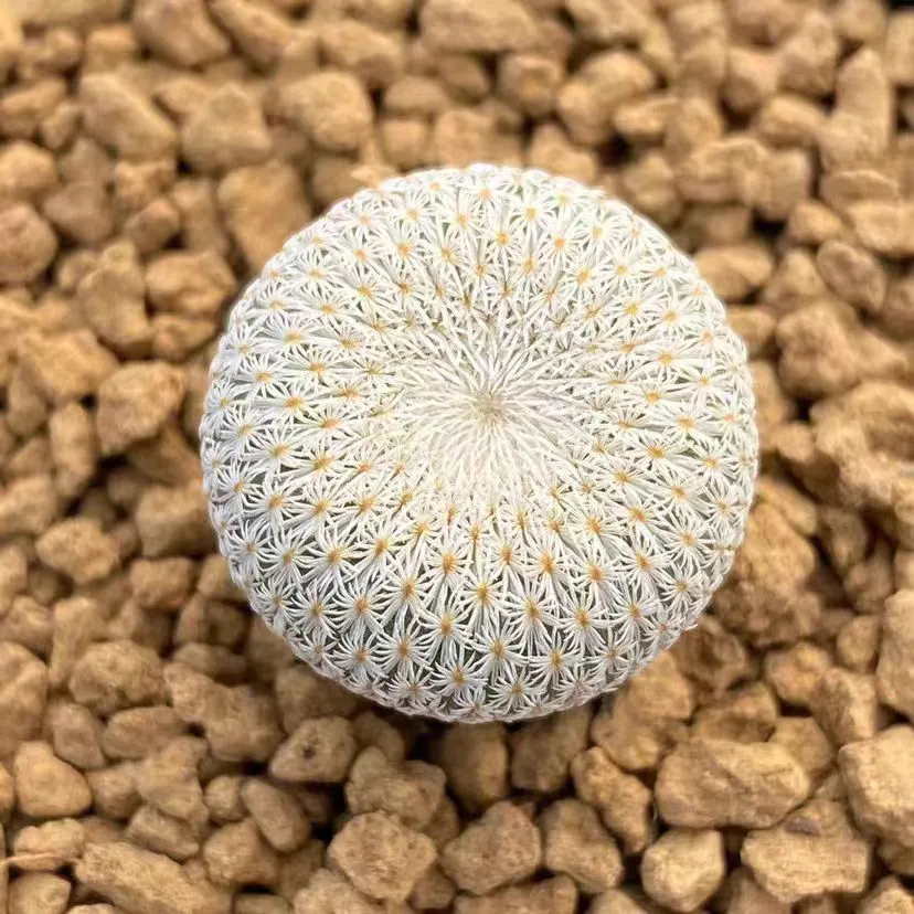plant Aeonium Echeveria Haworthia  Caudex  Lithops Cactus  Agave 