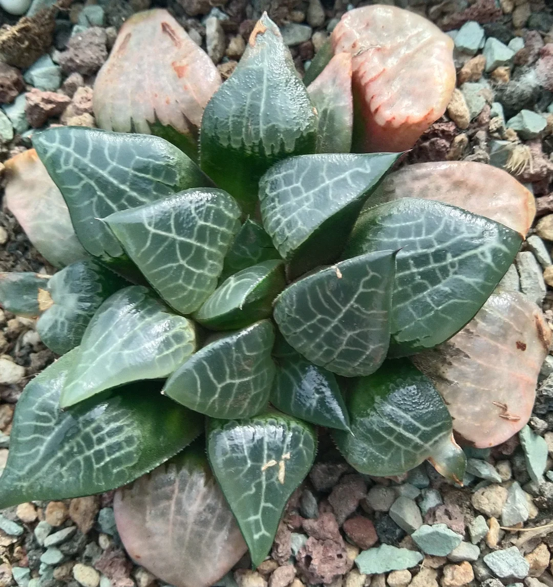 onestock.Haworthia emelyae var.comptoniana  /  Haworthia/ Succulent plants / Garden landscape / Carefully select healthy plants
