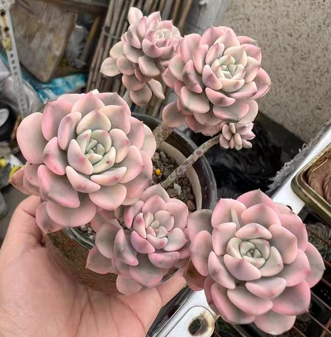 716.   Pink puppet brocade single head and cluster / Echeveria / Succulent plants / Garden landscape / Carefully select healthy plants