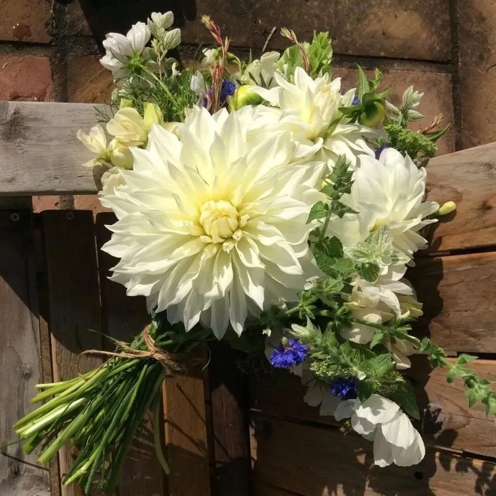 🌸Dinnerplate Dahlia Bulbs – Giant Show-Stopper Blooms