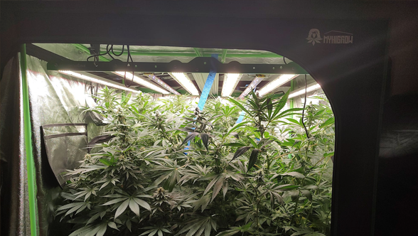 How Bar LED Grow Lights Can Revolutionize Your Indoor Gardening Experience 1.0
