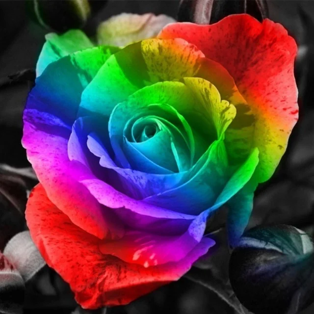 Diamond Painting - Full Round/Square Drill - Colorful Rose(30*30 - 50*50cm)