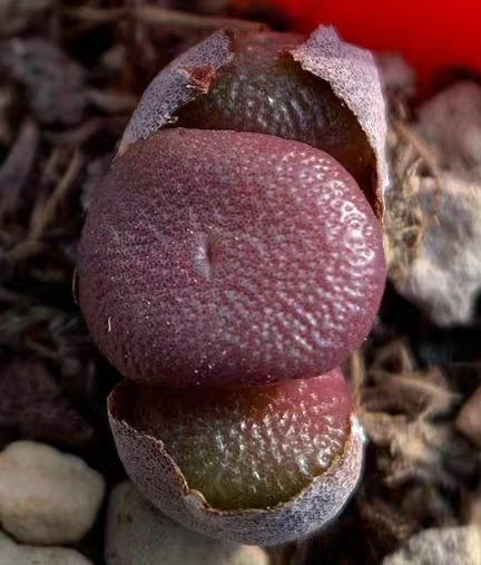 872.   Obscurum Kliphok  cluster  5-6 heads / Lithops and Conophytum  /  Succulent plants / Garden landscape / Carefully select healthy plants