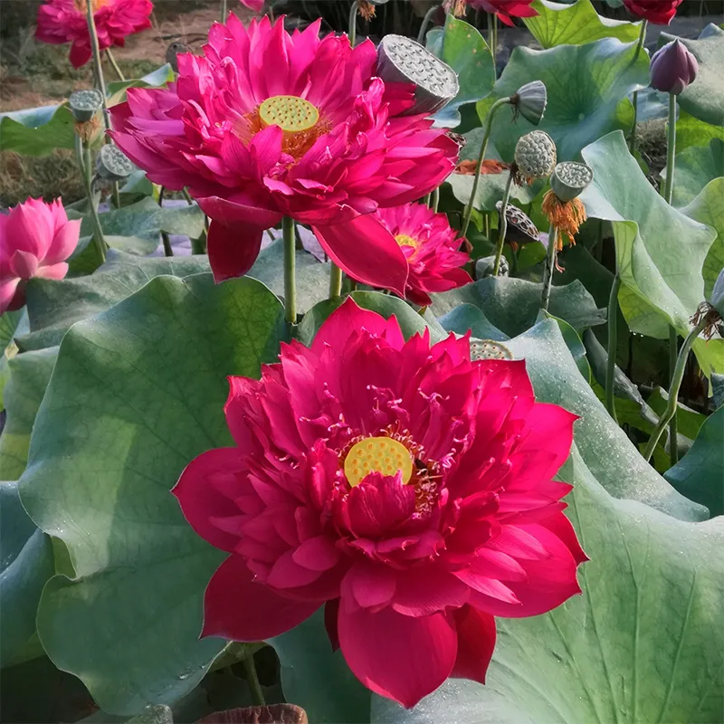 🪷Bonsai Double Lotus Seeds-Pure Heart