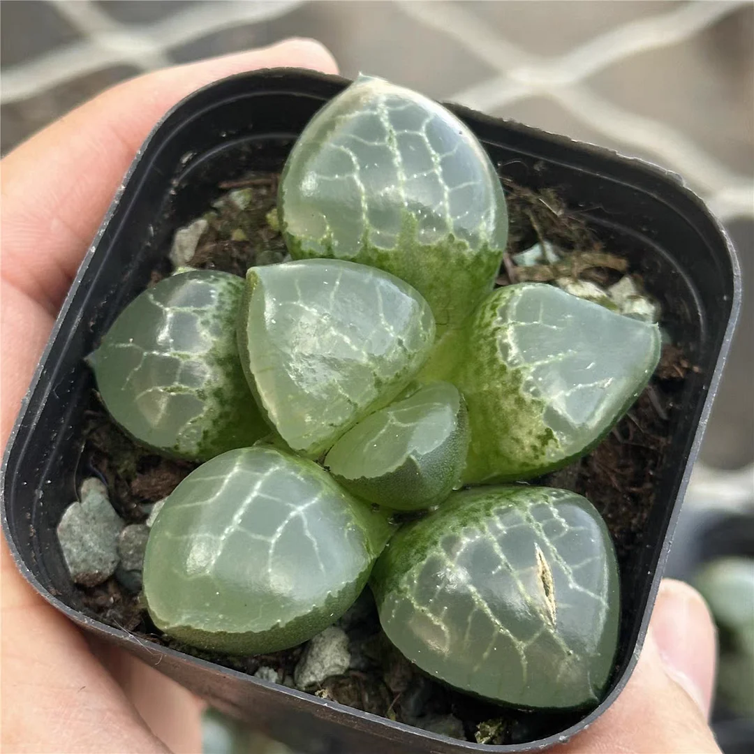 plant Aeonium Echeveria Haworthia  Caudex  Lithops Cactus  Agave 