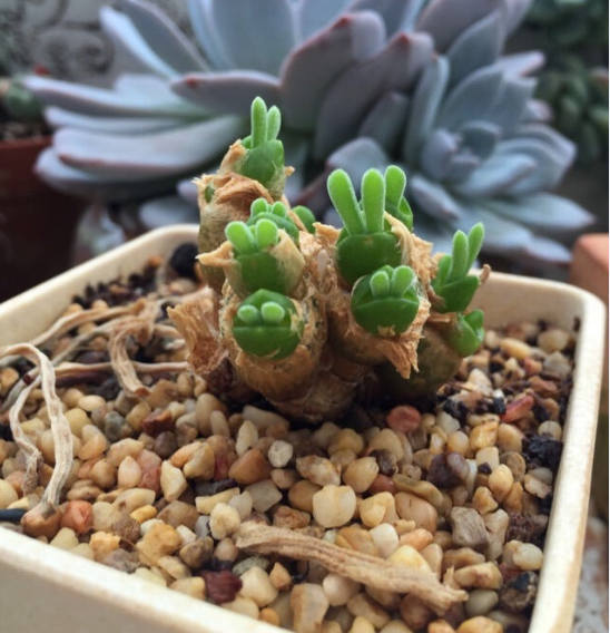 Rabbit Ear Succulent seeds, Rare succulent
