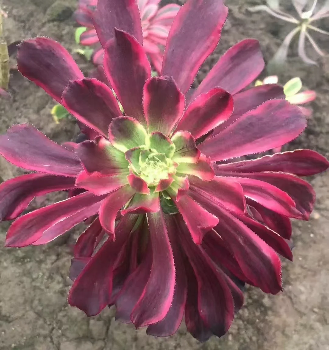 plant Aeonium Echeveria Haworthia  Caudex  Lithops Cactus  Agave 