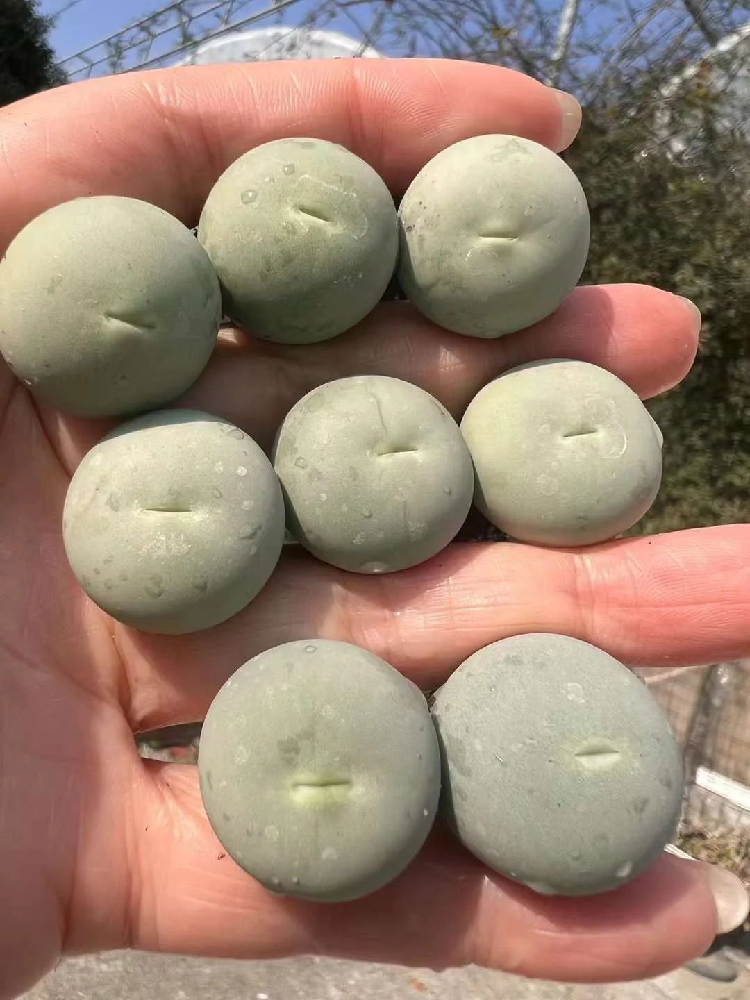 plant Aeonium Echeveria Haworthia  Caudex  Lithops Cactus  Agave 