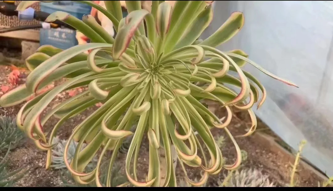 plant Aeonium Echeveria Haworthia  Caudex  Lithops Cactus  Agave 