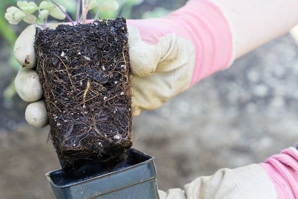 columbine root system