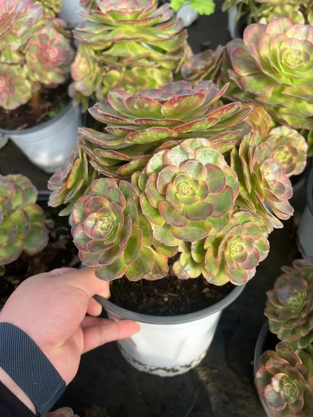 plant Aeonium Echeveria Haworthia  Caudex  Lithops Cactus  Agave 