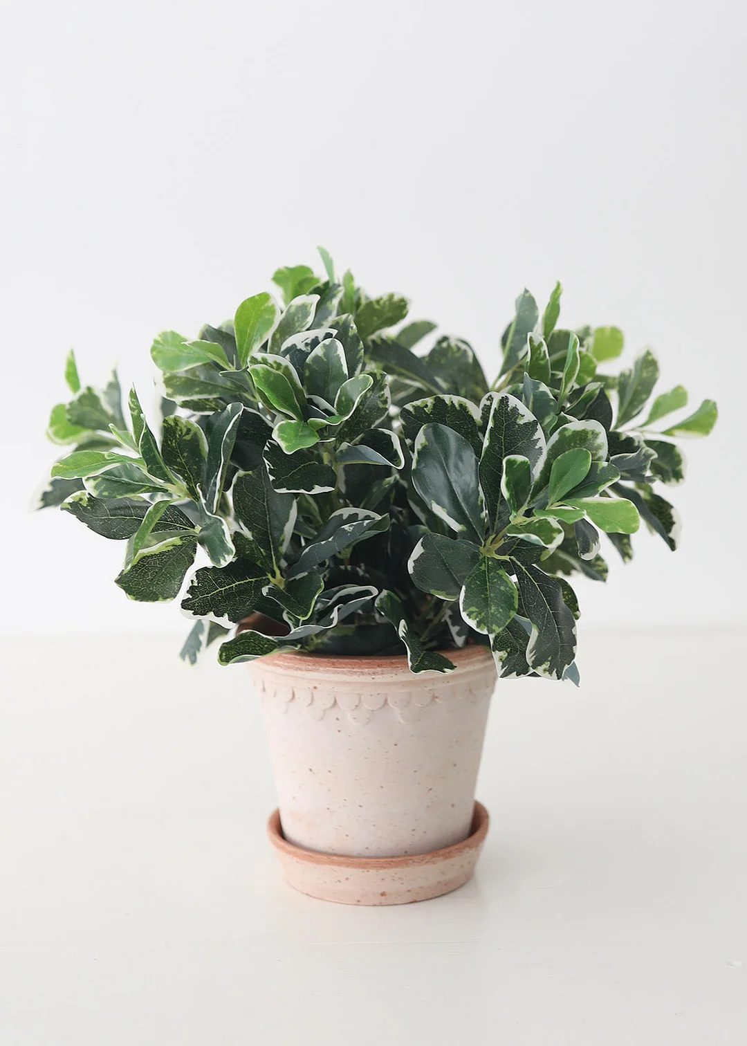 UV Protected Indoor/Outdoor Baby Schefflera - 16.5"