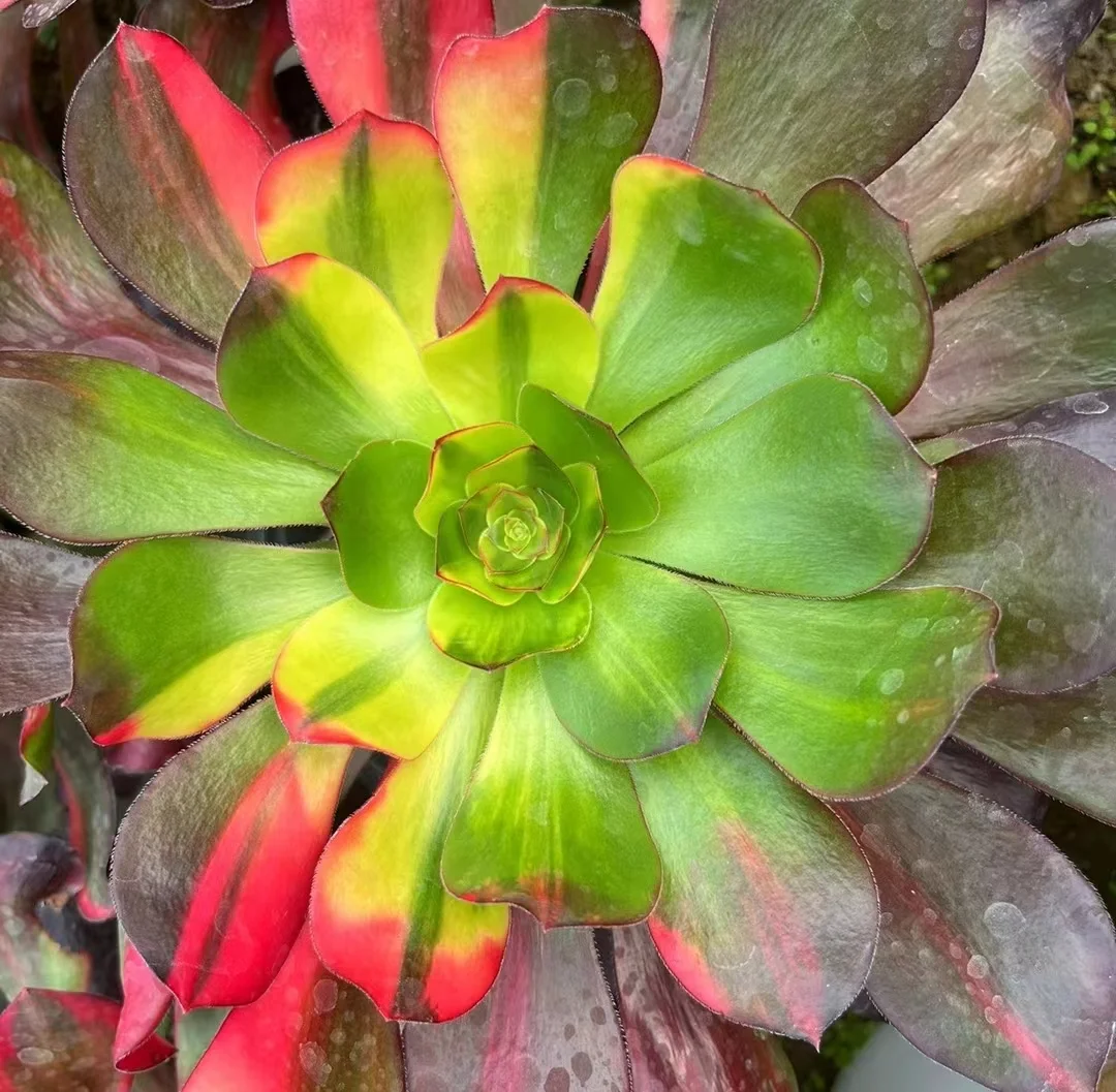 260.  Voodoo var. cutting 8-10cm/Aeonium plants/ Succulent plants / Garden landscape / Carefully select healthy plants