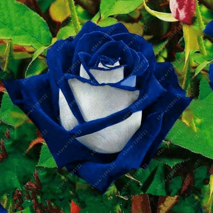 20 Pcs/bag Black Rose Flower Colorful Rose Petals Plant Seeds for Home Garden Jonyparkseed®