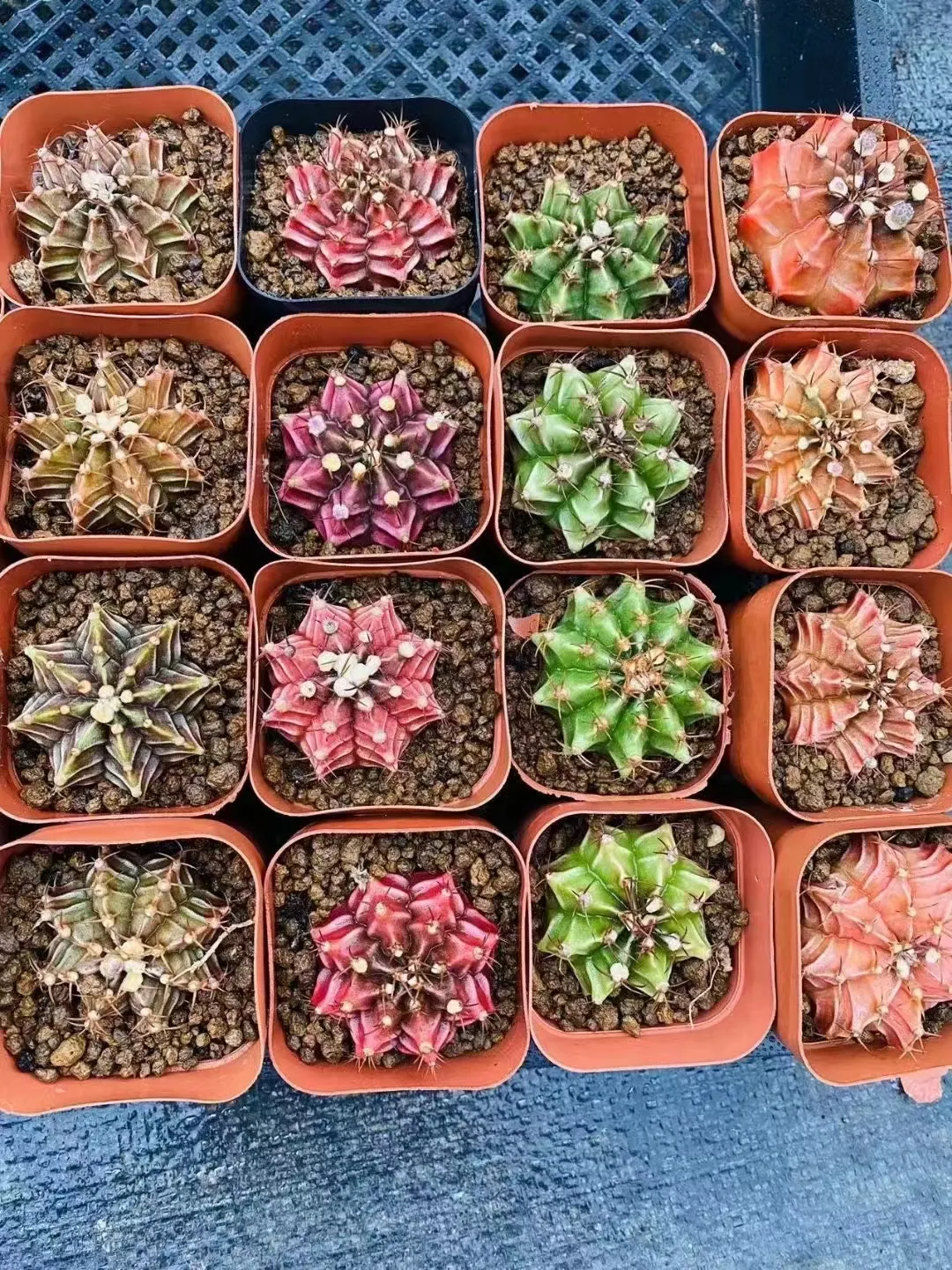 plant Aeonium Echeveria Haworthia  Caudex  Lithops Cactus  Agave 