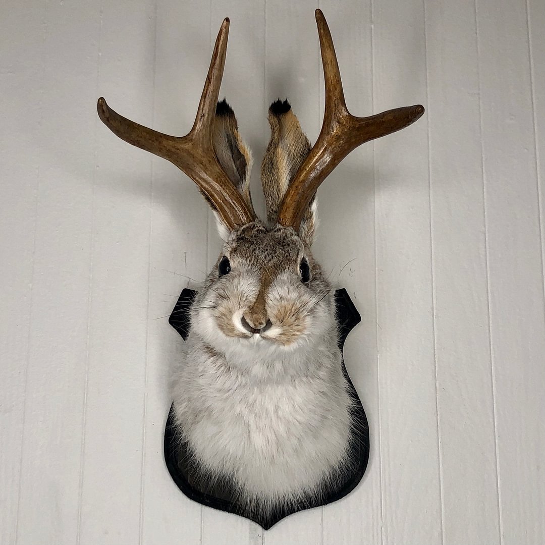🐰[HOT SALE]  Jackalope Deer Redfox Raccoon- Decorative Arts🐰 Buy 2 Free Shipping Today