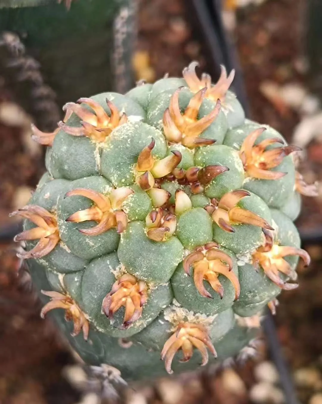 plant Aeonium Echeveria Haworthia  Caudex  Lithops Cactus  Agave 