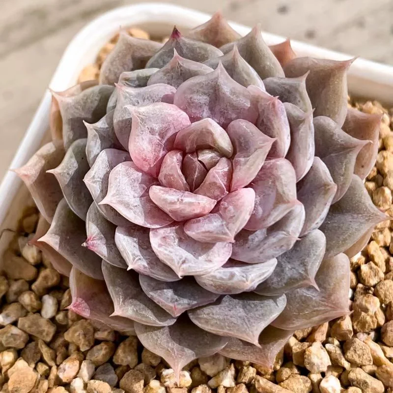 512.Echeveria Maribel. single head 3-5cm/Echeveria /Succulent plants / Garden landscape / Carefully select healthy plants
