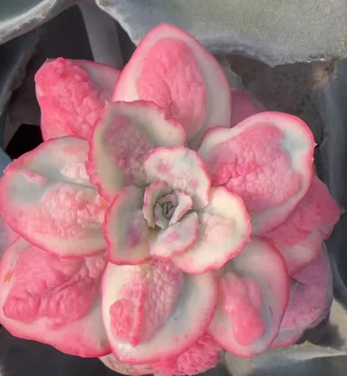 plant Aeonium Echeveria Haworthia  Caudex  Lithops Cactus  Agave 