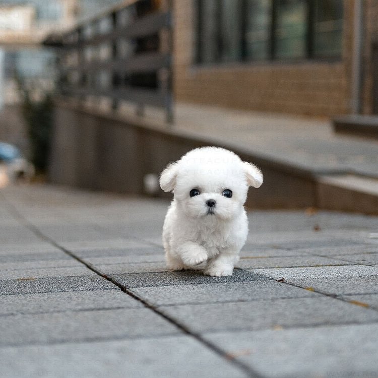 realistic dog teddies
