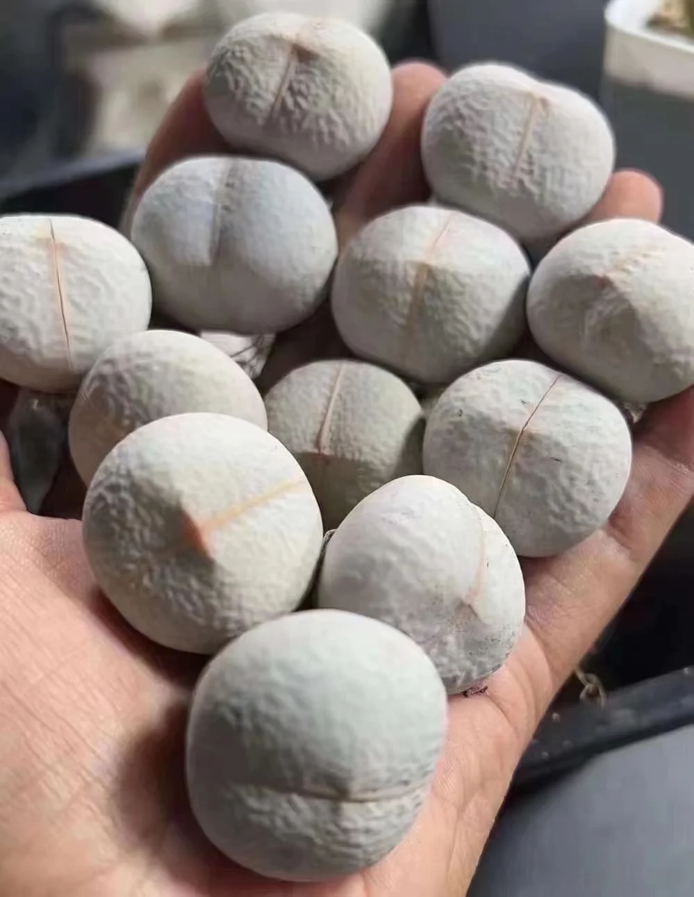 plant Aeonium Echeveria Haworthia  Caudex  Lithops Cactus  Agave 