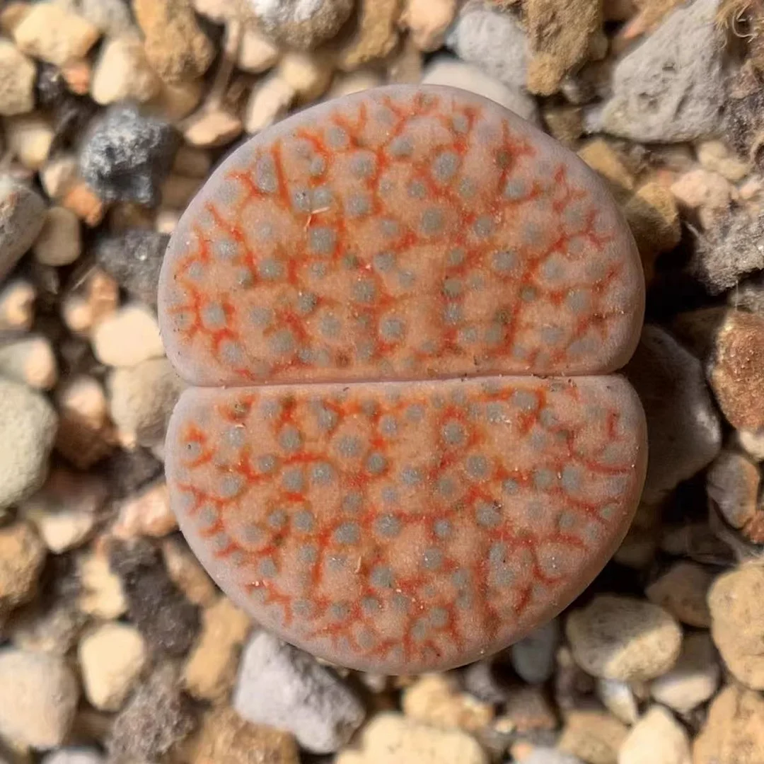 plant Aeonium Echeveria Haworthia  Caudex  Lithops Cactus  Agave 