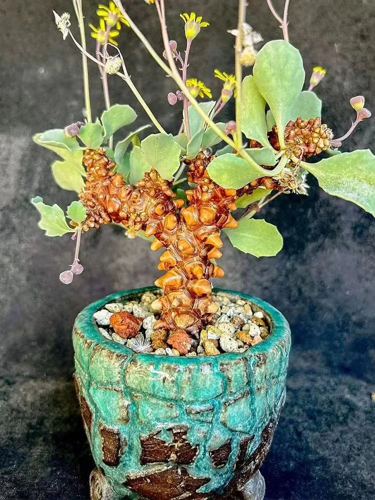 776.  Othonna herrei  1.5-2cm / Caudex / Succulent plants / Garden landscape / Carefully select healthy plants