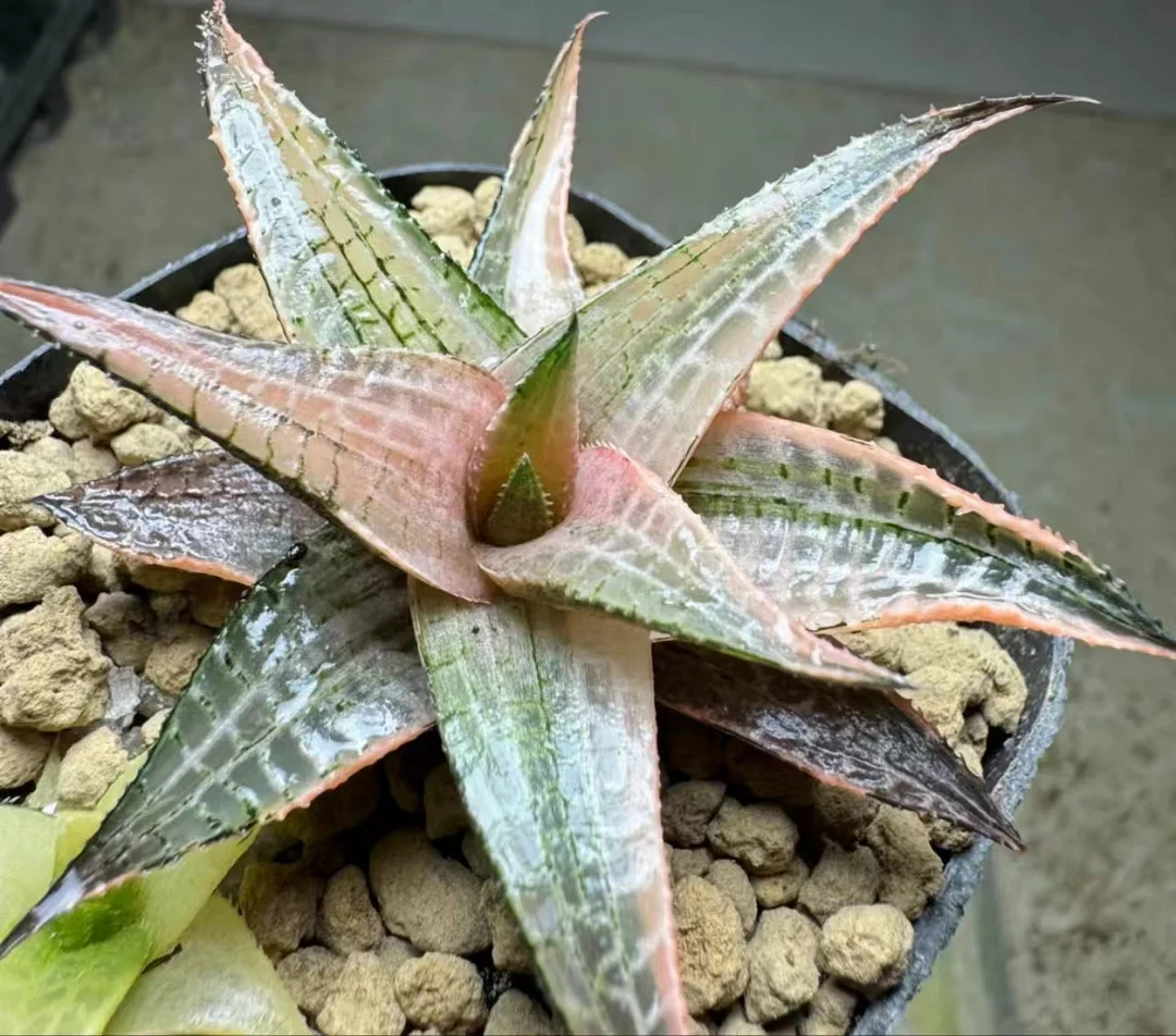 plant Aeonium Echeveria Haworthia  Caudex  Lithops Cactus  Agave 