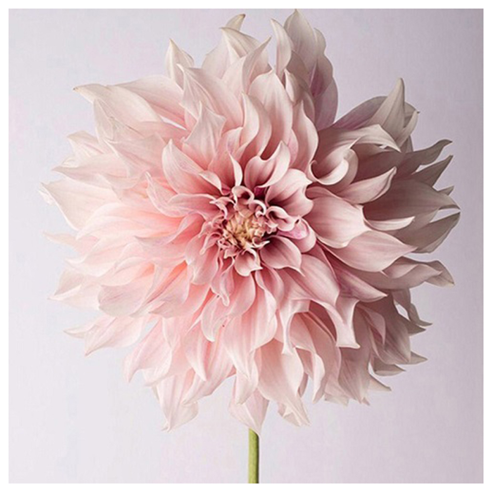 

30*30CM - Round Drill Diamond Painting - Pink Flower, 501 Original