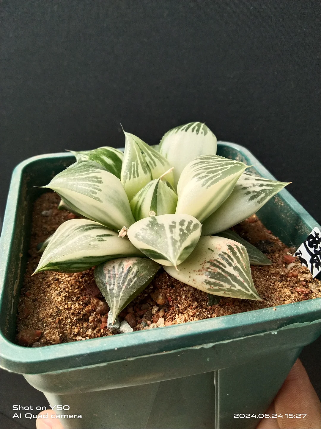 onestock .  Haworthia Badia, seed-bearing, variegated  /  Haworthia/ Succulent plants / Garden landscape / Carefully select healthy plants