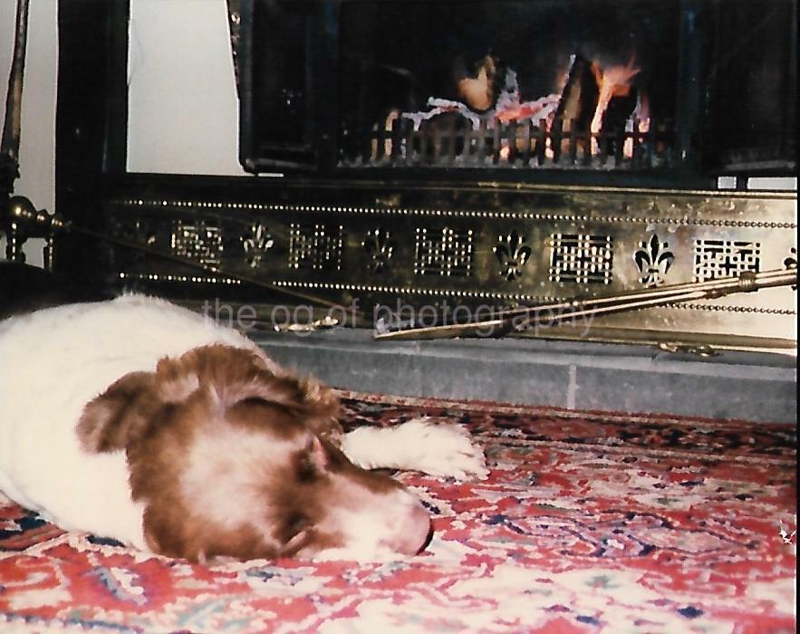 Fireplace Dog FOUND Photo Poster painting ColorOriginal Snapshot VINTAGE 13 15 B