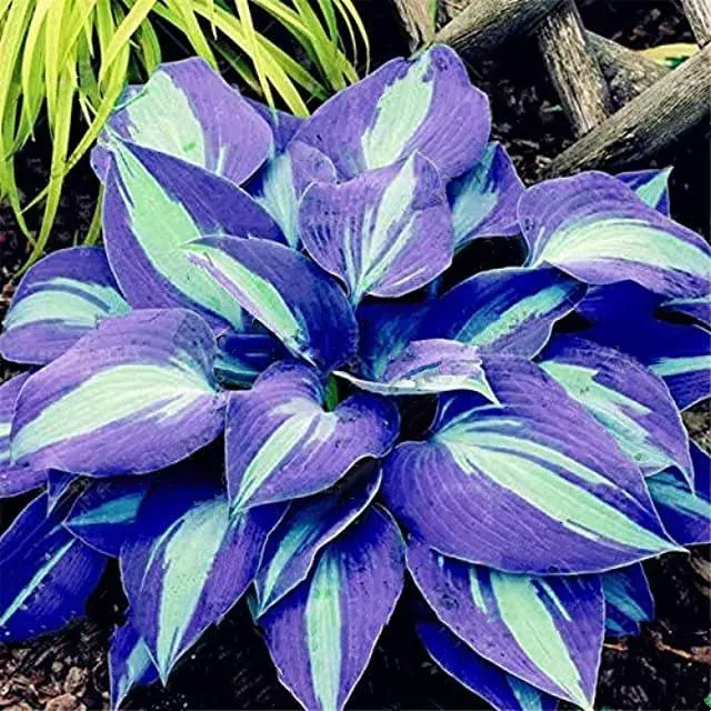 Rare Multi-colored Hostas Seeds