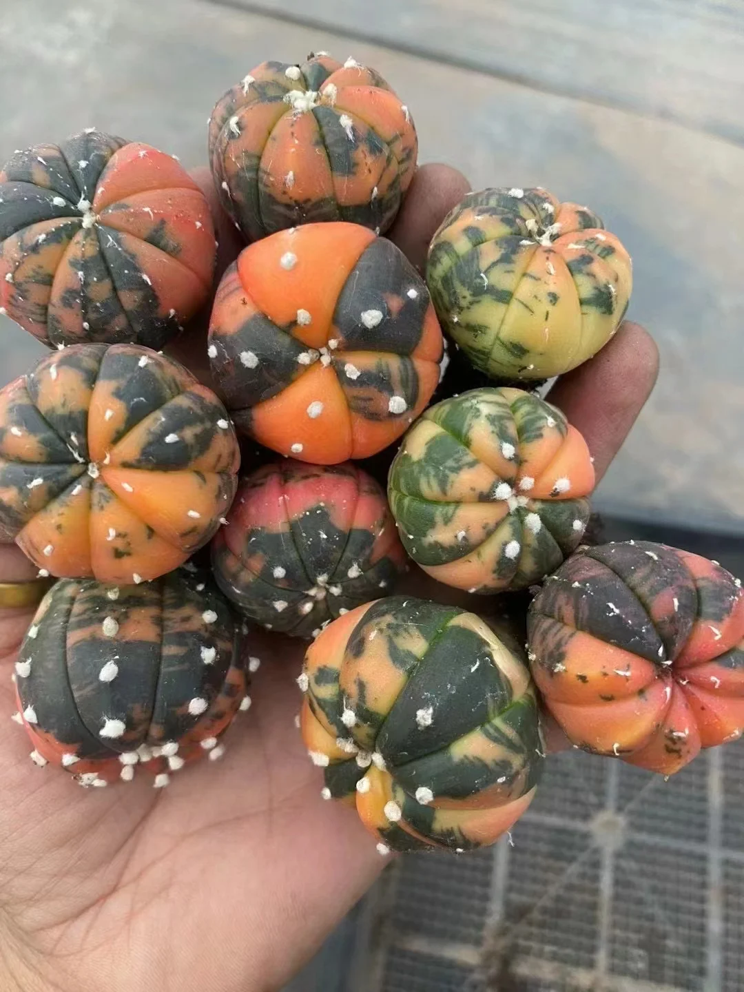 plant Aeonium Echeveria Haworthia  Caudex  Lithops Cactus  Agave 