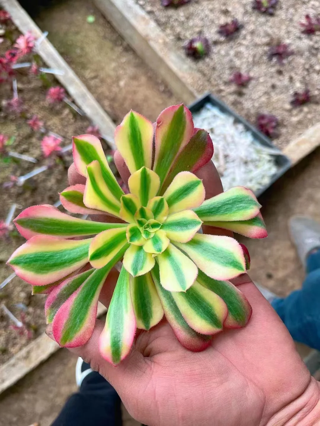 plant Aeonium Echeveria Haworthia  Caudex  Lithops Cactus  Agave 