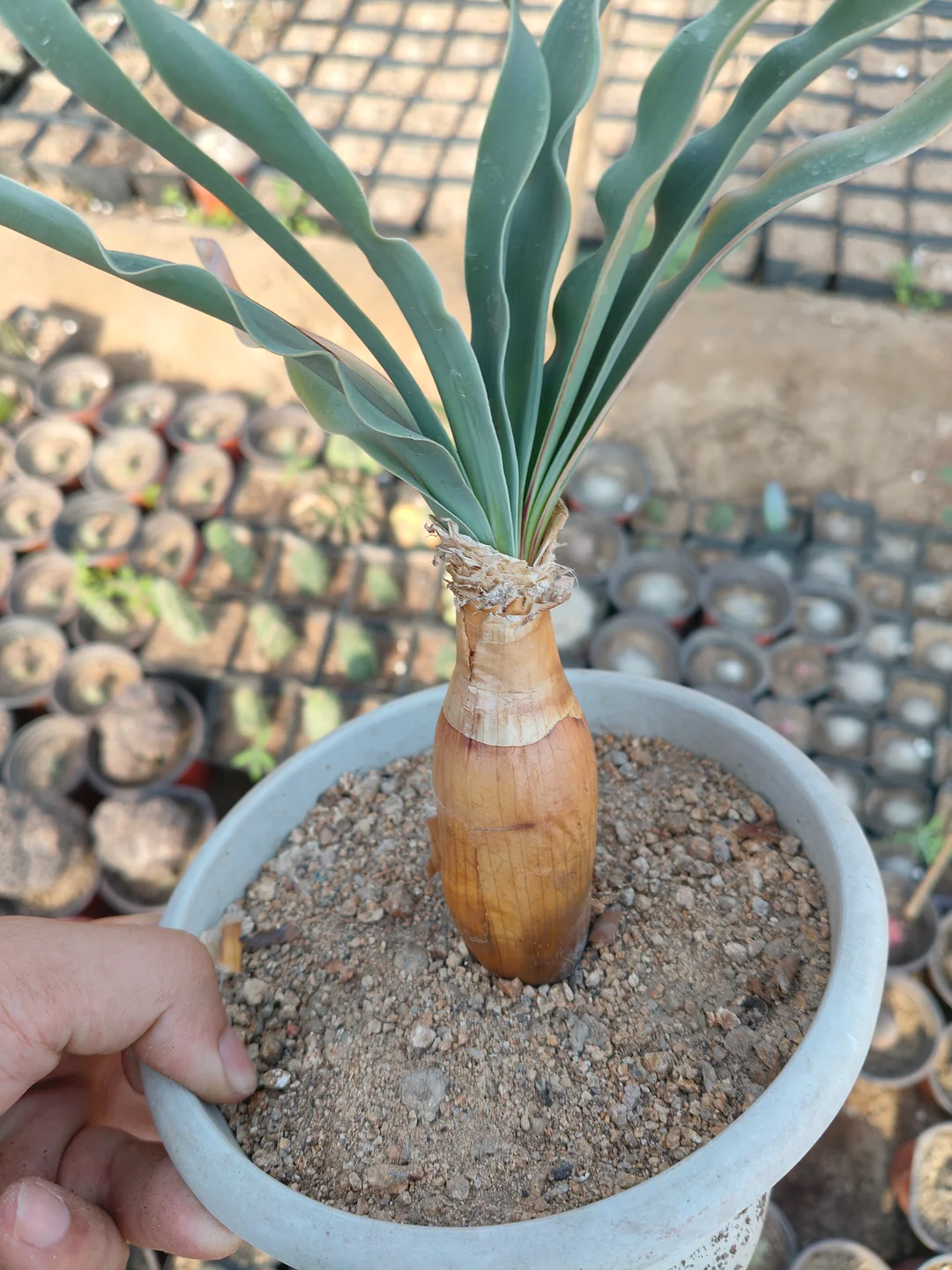 onestock.Boophone haemanthoides 3.6cm / caudex plants / Succulent plants / Garden landscape / Carefully select healthy plants