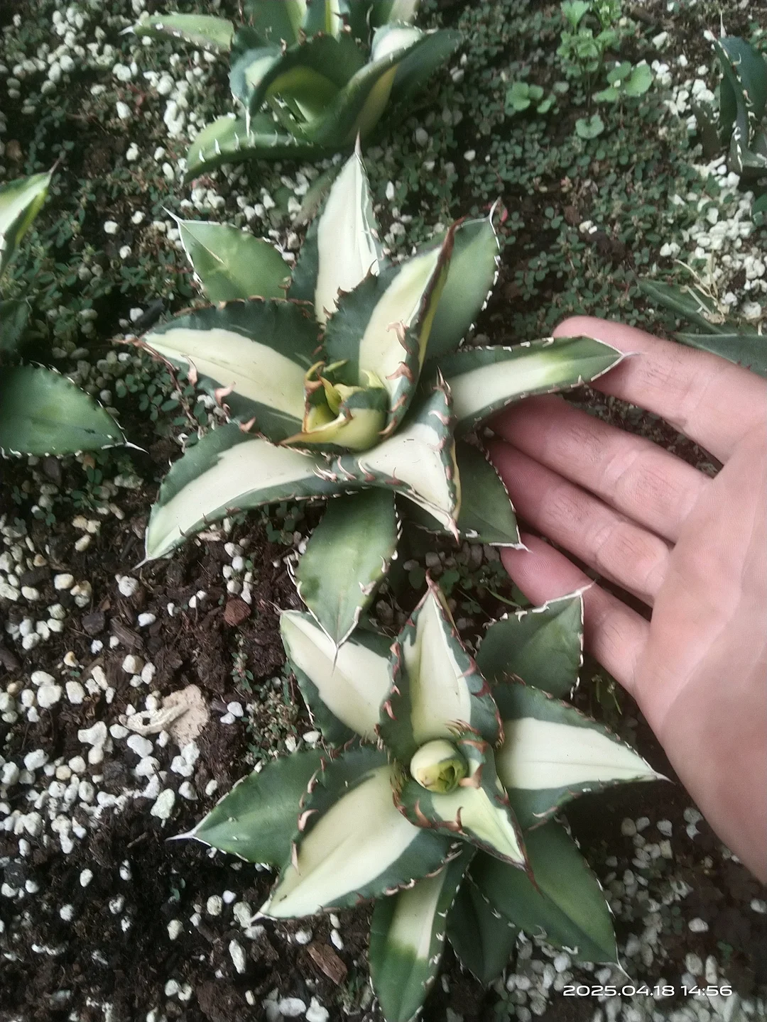 1141.Agave Titanota Fujian white Whale variegated /Agave plants / Succulent plants / Garden landscape / Carefully select healthy plants