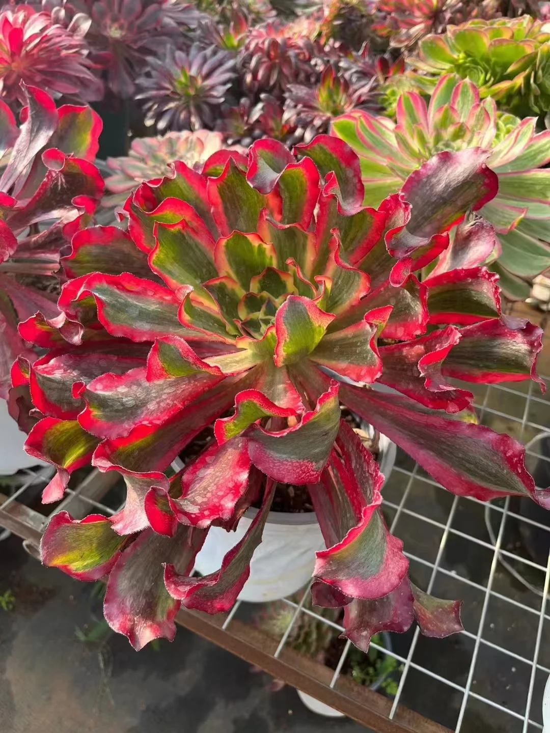 plant Aeonium Echeveria Haworthia  Caudex  Lithops Cactus  Agave 