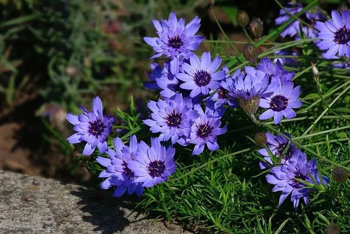 Cupid's Dart Blue - Enchanting Blue Perennial