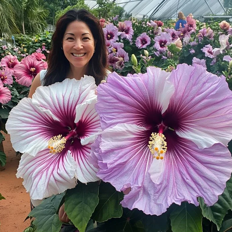 Hibiscus Bi-Color Plants - Lavender Giant