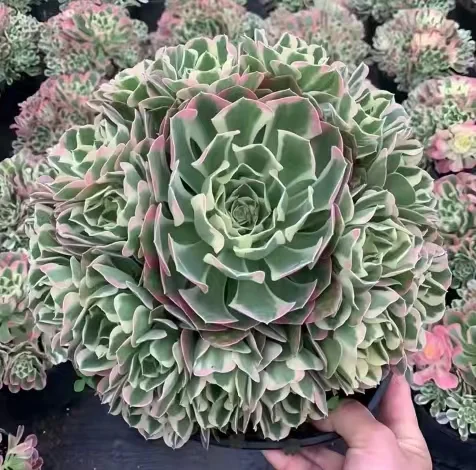 plant Aeonium Echeveria Haworthia  Caudex  Lithops Cactus  Agave 