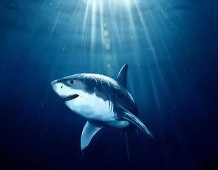

Deep Shark – Paint By Numbers - 40*50CM, 501 Original