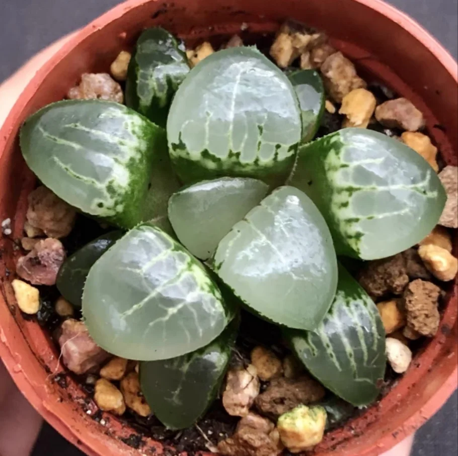 plant Aeonium Echeveria Haworthia  Caudex  Lithops Cactus  Agave 