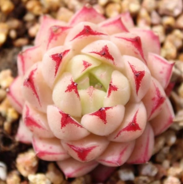526. Echeveria  Phoenix Fire . single head 3-4cm / Echeveria/ Succulent plants / Garden landscape / Carefully select healthy plants