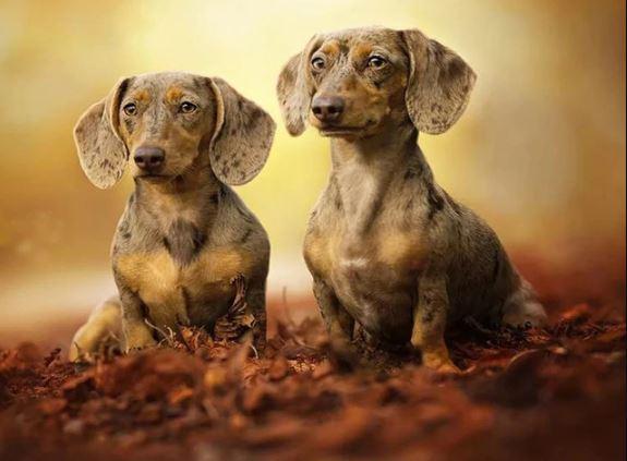 

Two Dachshund Puppies – Paint By Numbers - 40*50CM, 501 Original