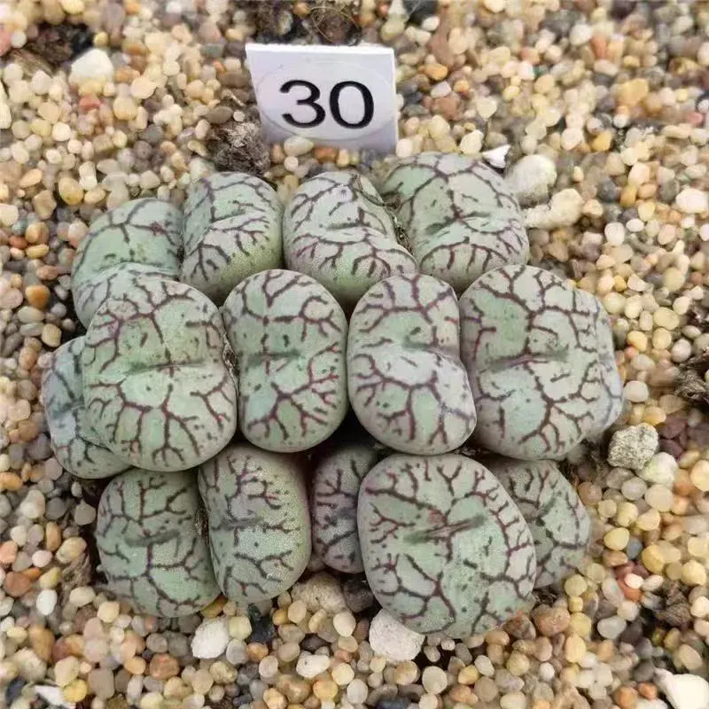 plant Aeonium Echeveria Haworthia  Caudex  Lithops Cactus  Agave 