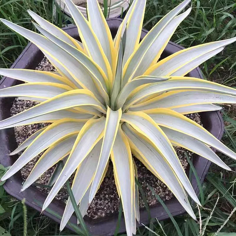 plant Aeonium Echeveria Haworthia  Caudex  Lithops Cactus  Agave 