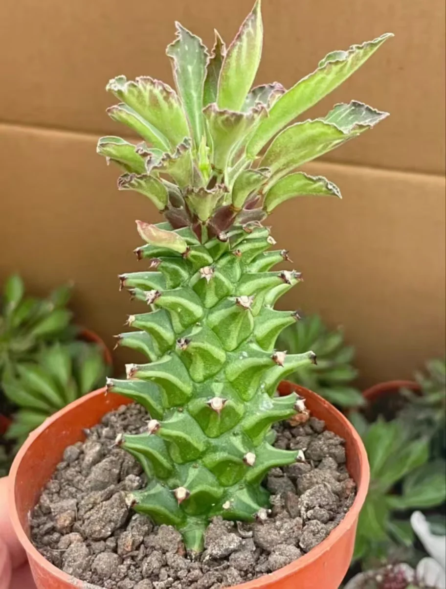 plant Aeonium Echeveria Haworthia  Caudex  Lithops Cactus  Agave 