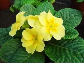 Primrose - Spring's First Bloom