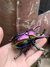 Clockwork beetle toy insect beetle simulation animal rhinoceros beetle electroplating mechanical model